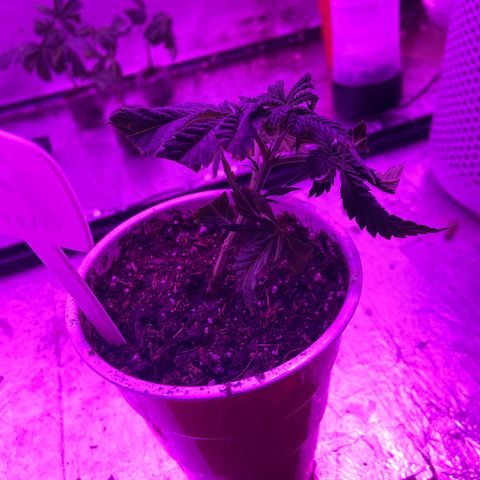 Gush Mintz Clone #1 growlog photo: -7:16pm