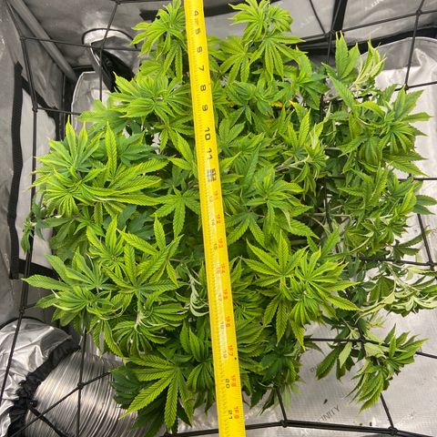 Gush Mintz growlog photo: -7:19pm