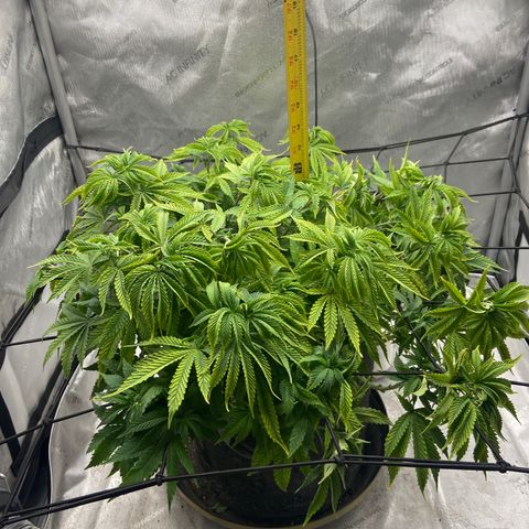 Gush Mintz growlog photo: -7:20pm