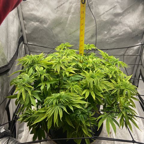 Gush Mintz growlog photo: -6:24pm