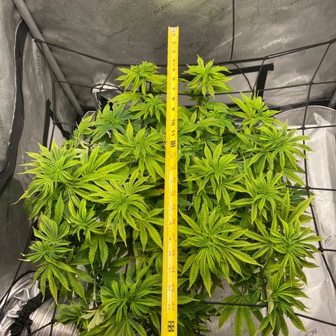 Gush Mintz growlog photo: -6:25pm