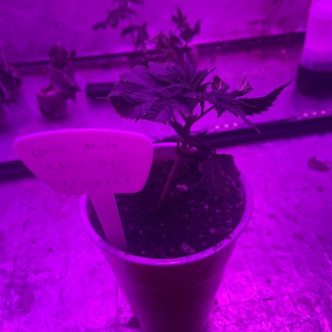 Gush Mintz Clone #1 growlog photo: -7:56pm