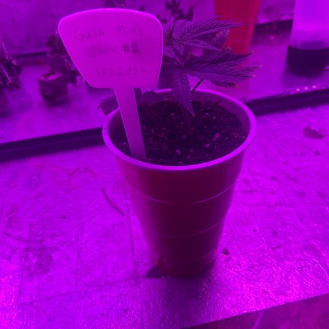 Gush Mintz Clone #2 growlog photo: -7:58pm