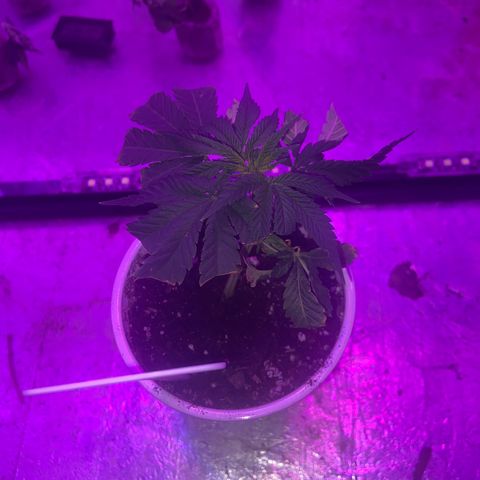 Gush Mintz Clone #1 growlog photo: -11:41pm