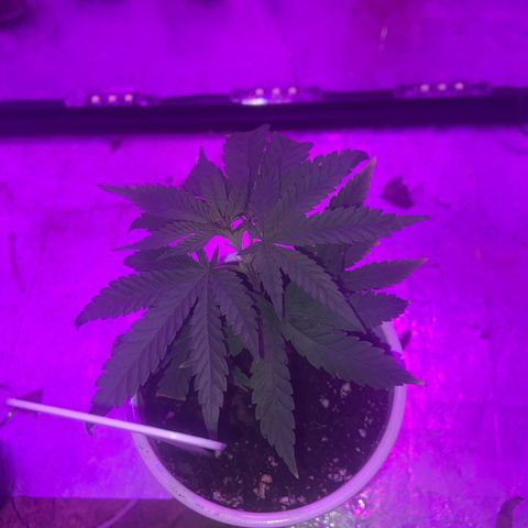 Gush Mintz Clone #2 growlog photo: -11:42pm