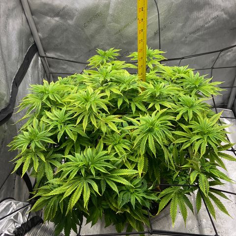 Gush Mintz growlog photo: -6:50pm
