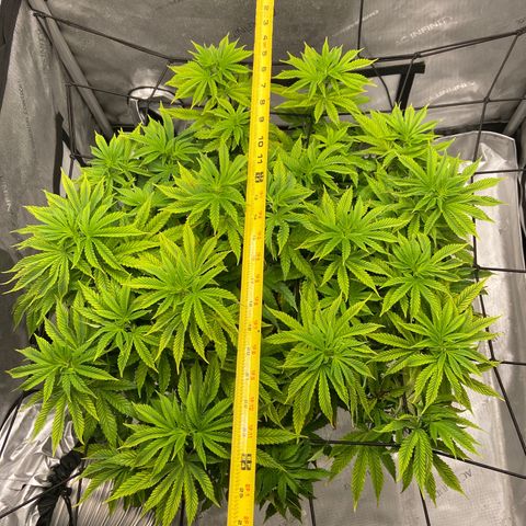 Gush Mintz growlog photo: -6:50pm