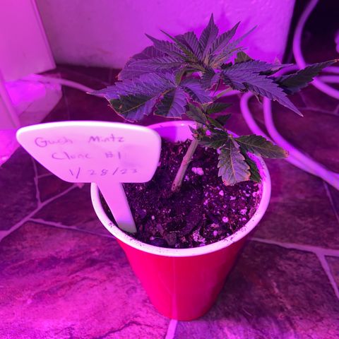 Gush Mintz Clone #1 growlog photo: -6:58pm