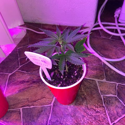 Gush Mintz Clone #2 growlog photo: -6:58pm