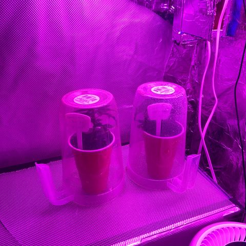 Gush Mintz Clone #2 growlog photo: -4:37pm