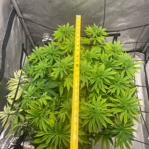 Gush Mintz growlog photo: -6:16pm