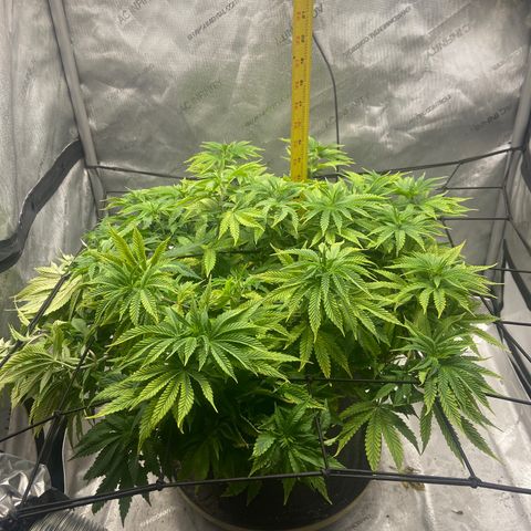 Gush Mintz growlog photo: -6:16pm
