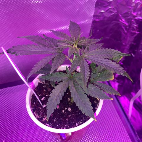 Gush Mintz Clone #2 growlog photo: -9:45pm