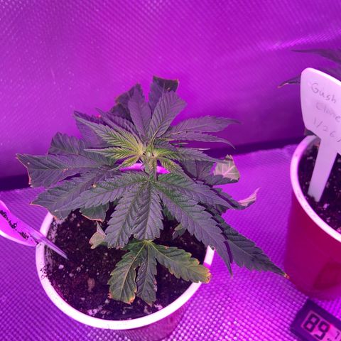 Gush Mintz Clone #1 growlog photo: -9:45pm