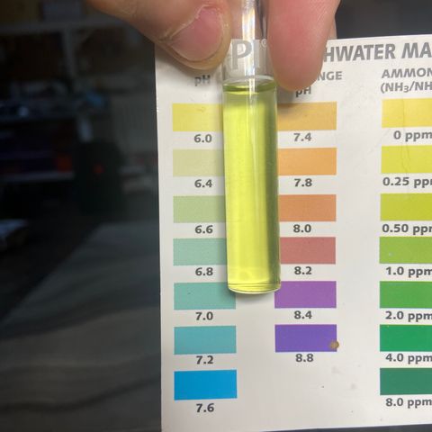 Gush Mintz growlog timeline photo