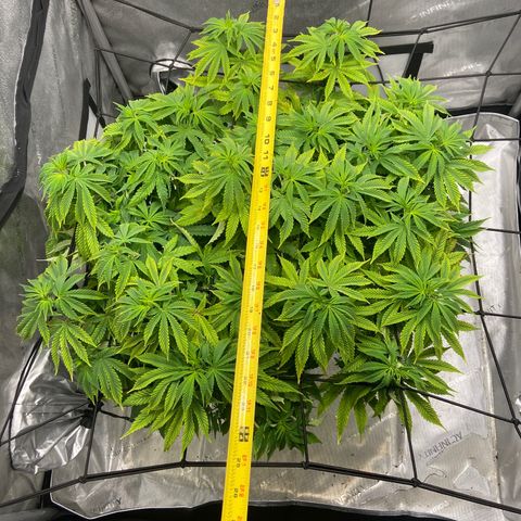 Gush Mintz growlog photo: -7:58pm