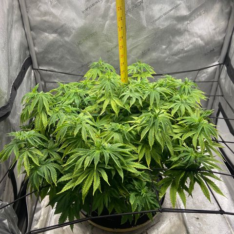 Gush Mintz growlog photo: -8:01pm