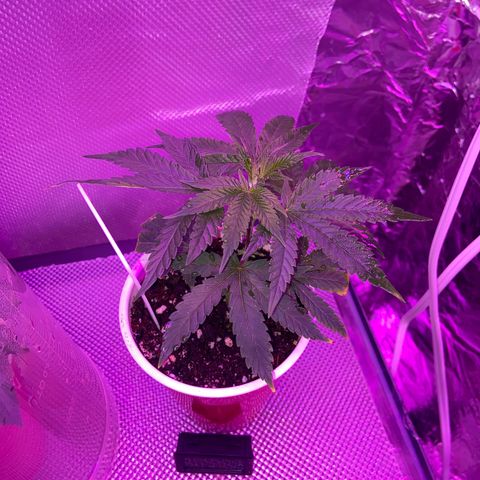 Gush Mintz Clone #2 growlog photo: -9:56pm