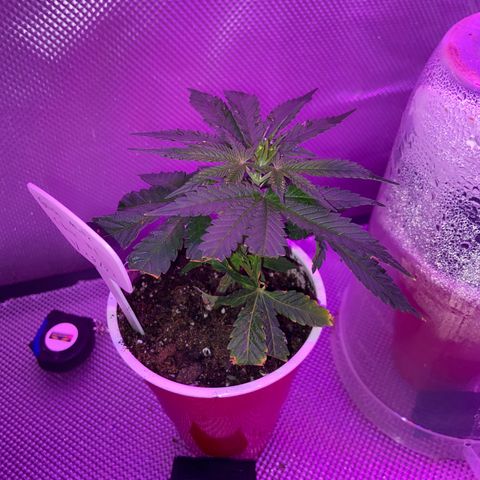 Gush Mintz Clone #1 growlog photo: -9:57pm