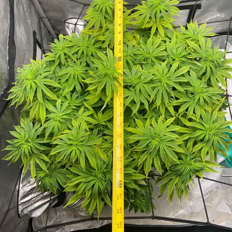 Gush Mintz growlog photo: -7:37pm