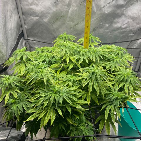 Gush Mintz growlog photo: -7:38pm