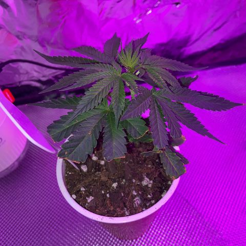 Gush Mintz Clone #1 growlog photo: -11:05pm