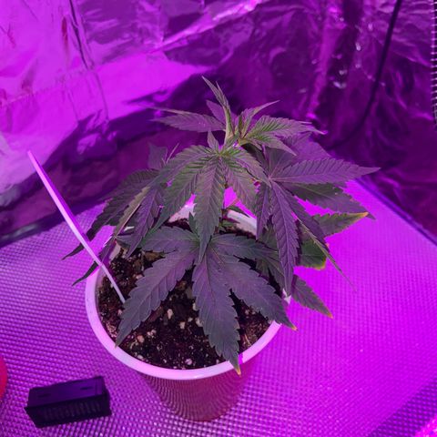 Gush Mintz Clone #2 growlog photo: -11:08pm