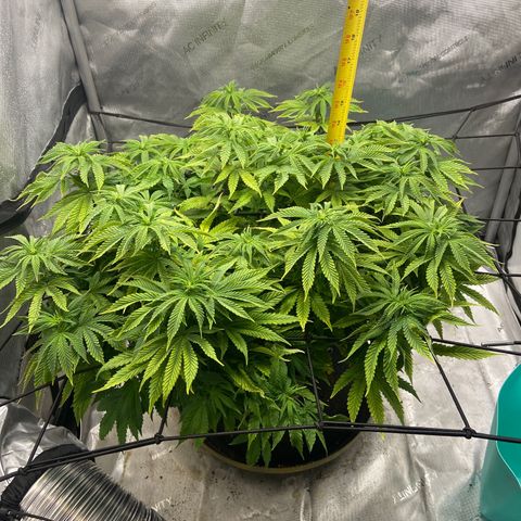 Gush Mintz growlog photo: -7:41pm