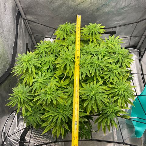 Gush Mintz growlog photo: -7:41pm