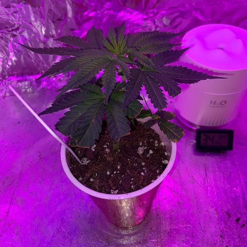 Gush Mintz Clone #1 growlog photo: -7:49pm