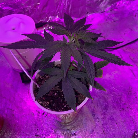 Gush Mintz Clone #2 growlog photo: -7:50pm