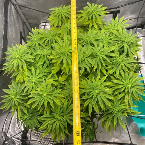 Gush Mintz growlog photo: -7:30pm
