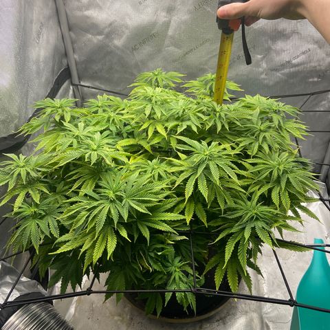 Gush Mintz growlog photo: -7:30pm
