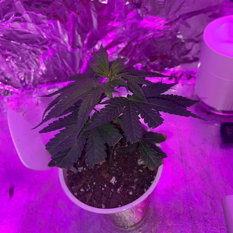 Gush Mintz Clone #1 growlog photo: -10:24pm