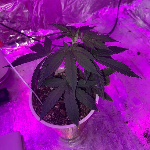 Gush Mintz Clone #2 growlog photo: -10:24pm