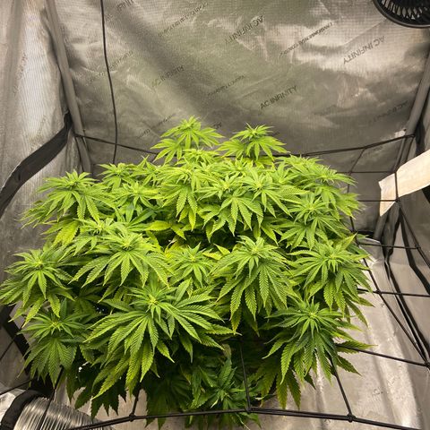Gush Mintz growlog photo: -7:37pm