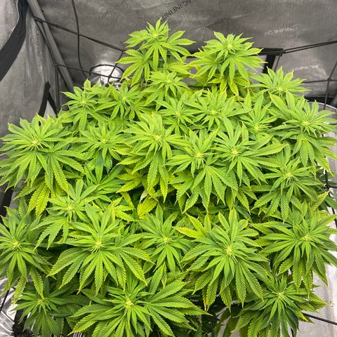 Gush Mintz growlog photo: -7:38pm