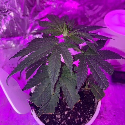 Gush Mintz Clone #1 growlog photo: -7:44pm
