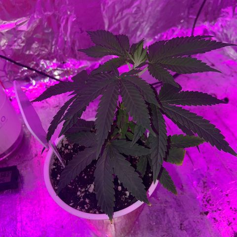 Gush Mintz Clone #2 growlog photo: -7:44pm