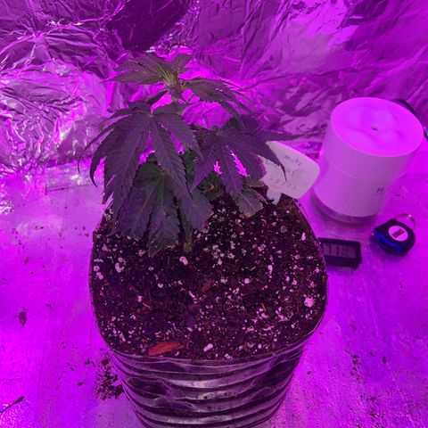 Gush Mintz Clone #1 growlog photo: -7:31pm
