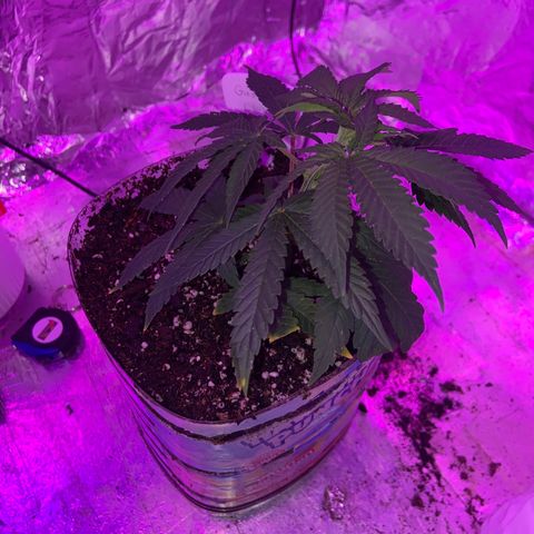 Gush Mintz Clone #2 growlog photo: -7:31pm