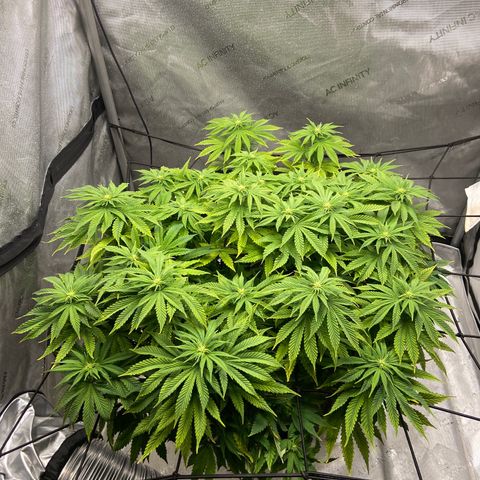 Gush Mintz growlog photo: -7:35pm