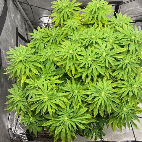 Gush Mintz growlog photo: -7:35pm