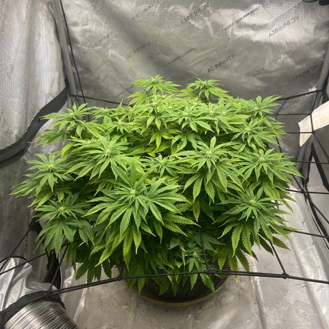 Gush Mintz growlog photo: -7:41pm