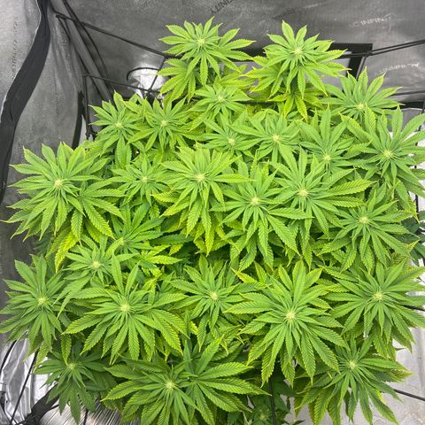 Gush Mintz growlog photo: -7:41pm