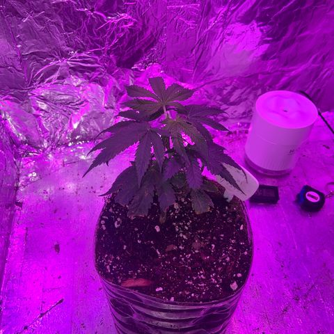 Gush Mintz Clone #1 growlog photo: -7:45pm