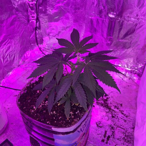 Gush Mintz Clone #2 growlog photo: -7:48pm