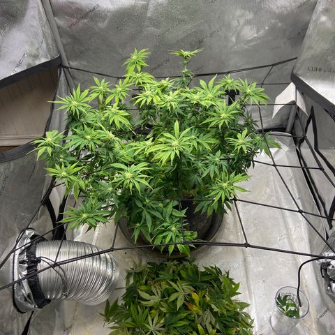 Gush Mintz growlog photo: -12:26pm