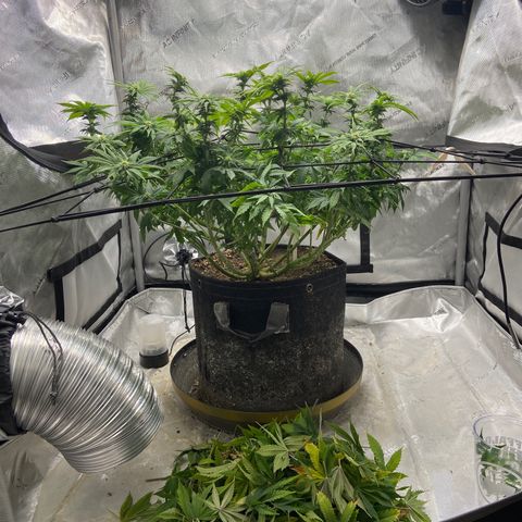 Gush Mintz growlog photo: -12:26pm