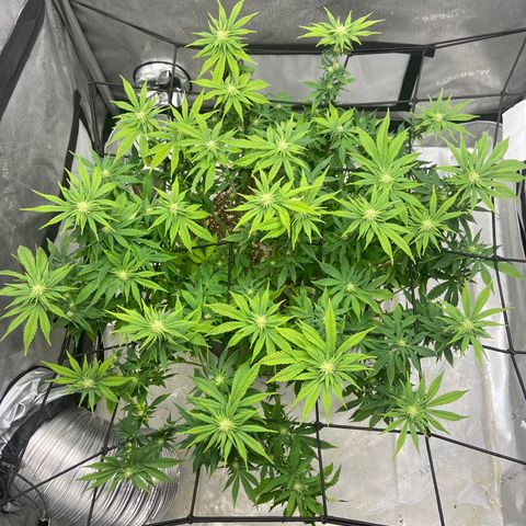 Gush Mintz growlog photo: -7:46pm
